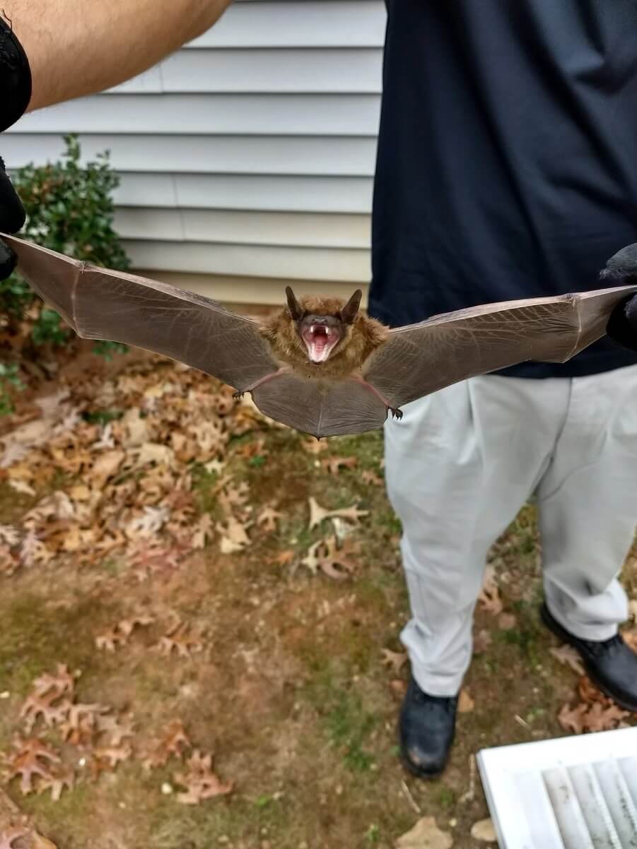 Bat