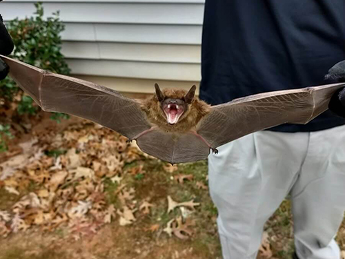 Bat