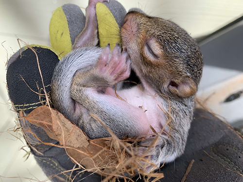 Squirrel