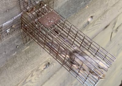 Wildlife Exclusion, Trapping