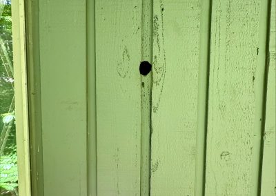 flying squirrel used this entry point to take up residence in the home