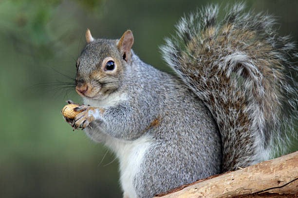 gray squirrel