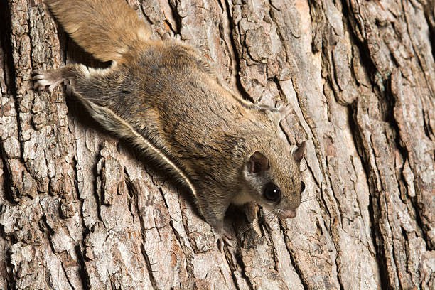 flying squirrel