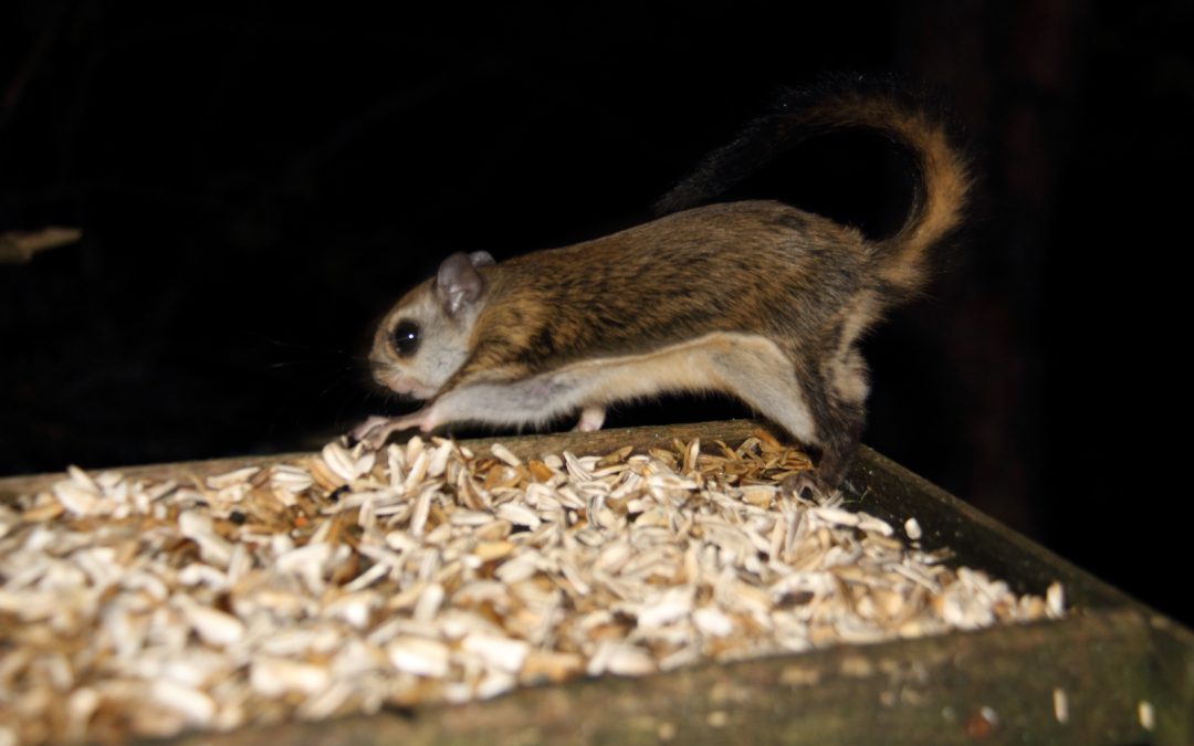 Demorest, GA Flying Squirrel Removal | J Douglass Wildlife Handyman