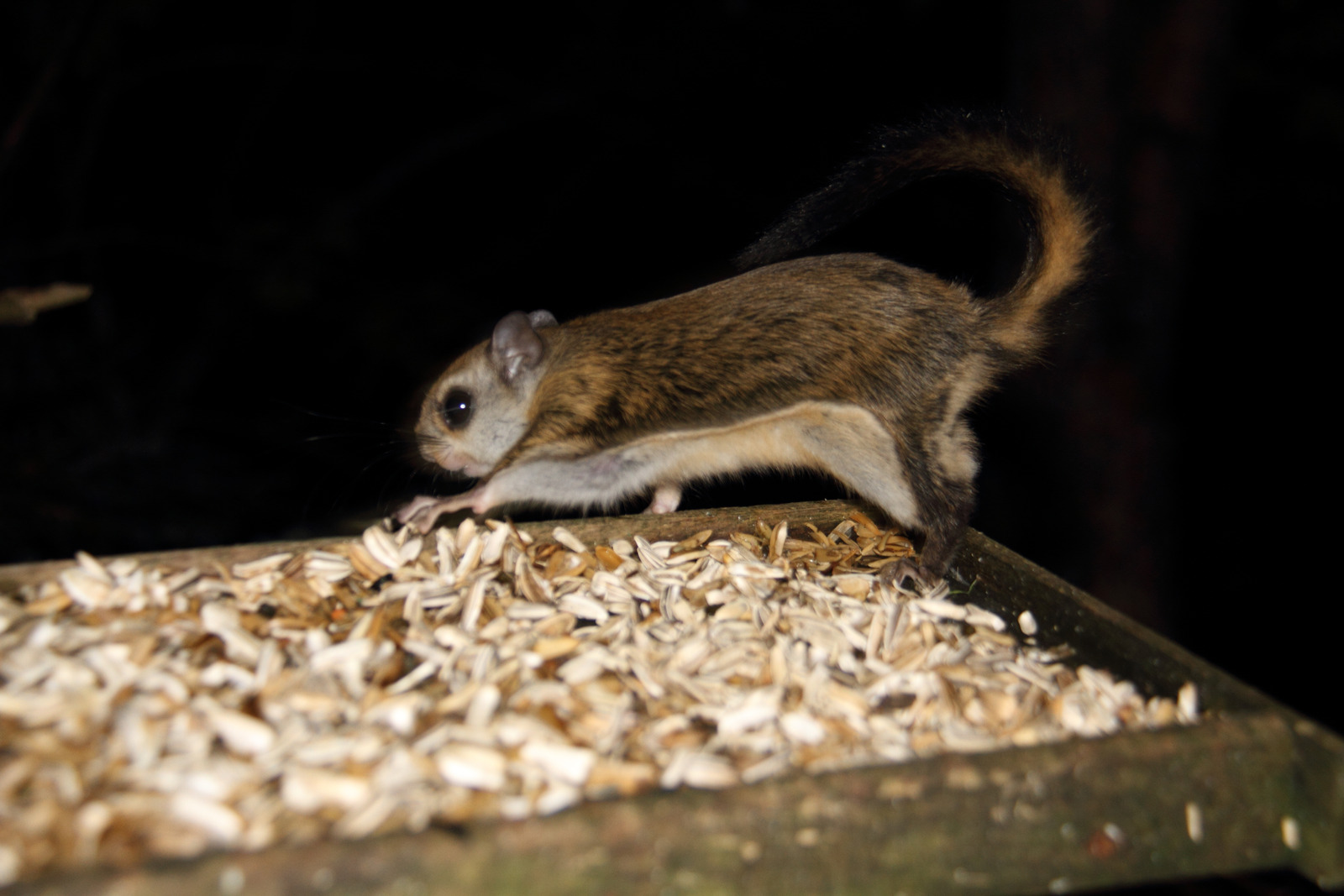 Japanese dwarf flying squirrel Flying Squirrel in Demorest, GA