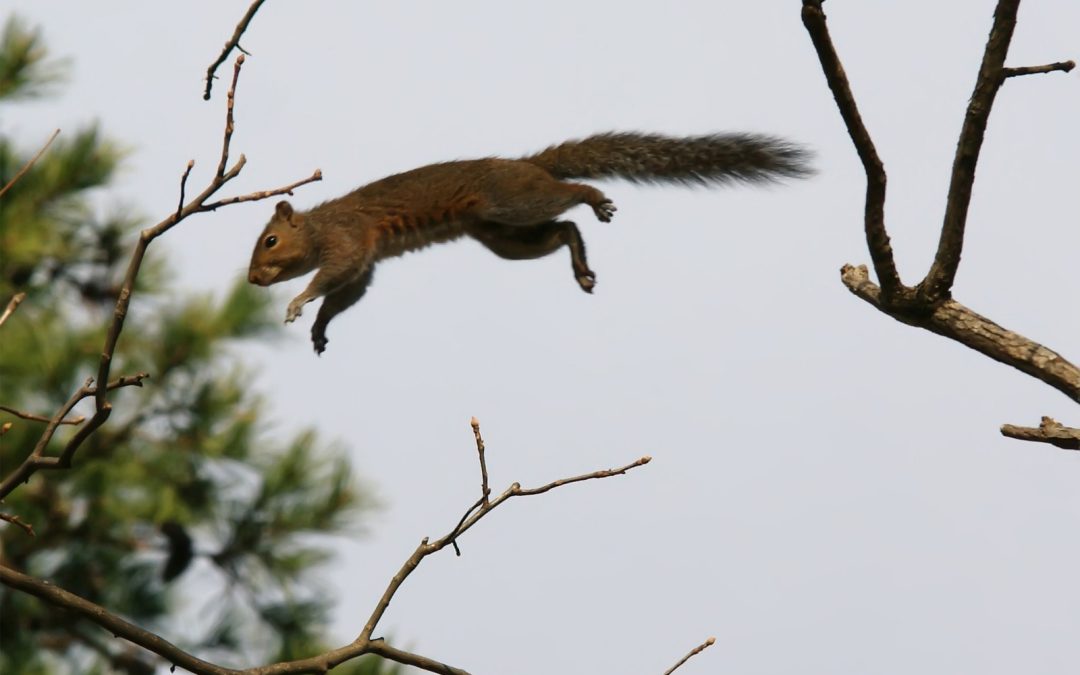 Resolving Flying Squirrel Infestation at Big Canoe/Jasper for J Douglass Wildlife Handyman