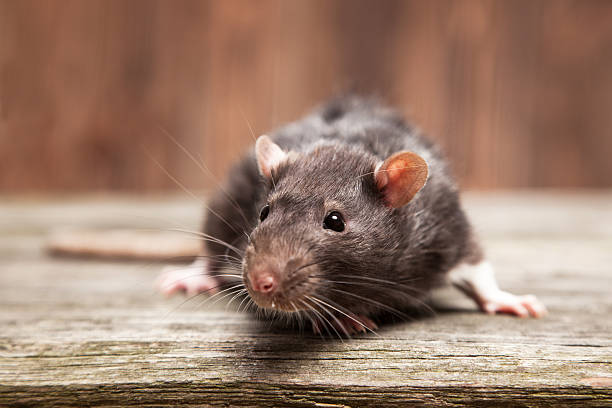 closeup of rodent prevention in Murayville