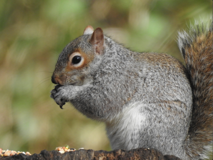 Gray Squirrel