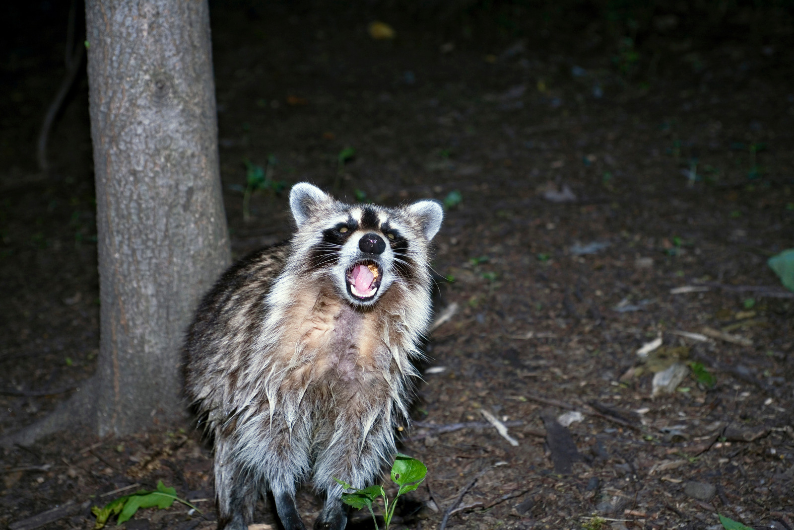 Raccoon raccool in the forest